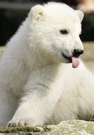 cub