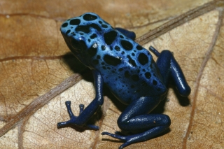 frog