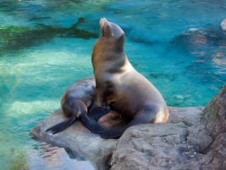sealion